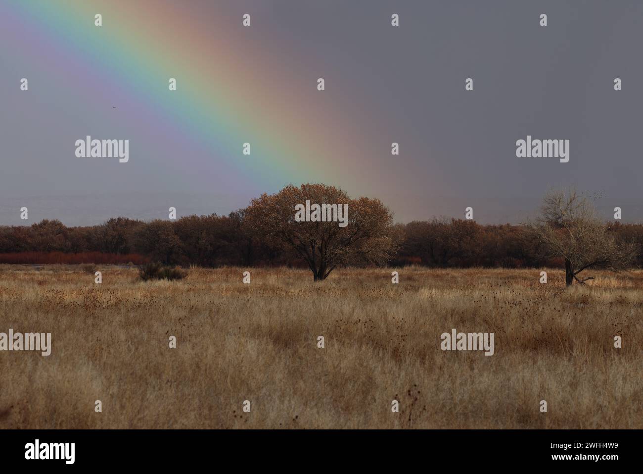 Bosque del lapache hi-res stock photography and images - Alamy