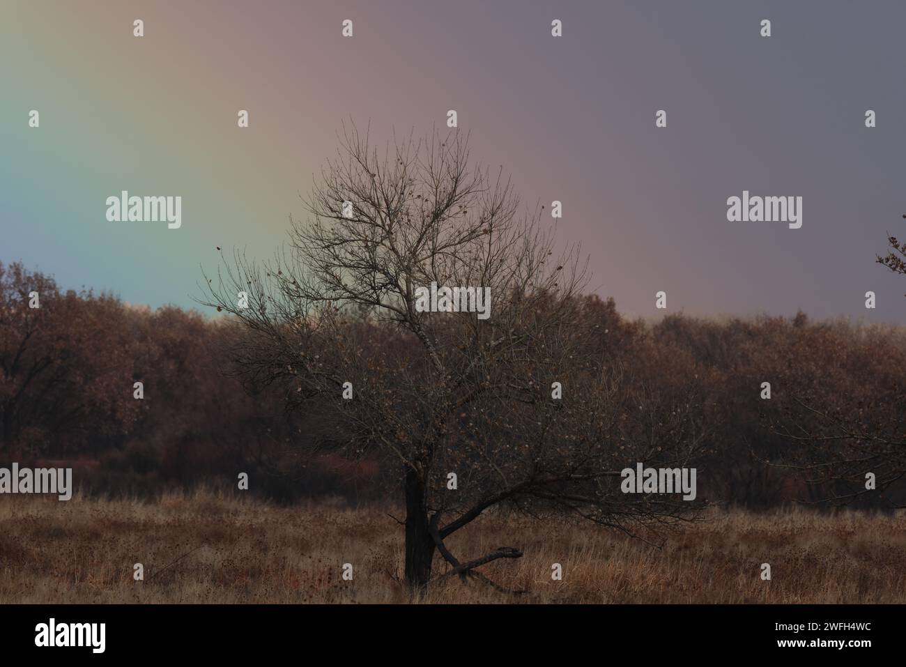Bosque del lapache hi-res stock photography and images - Alamy