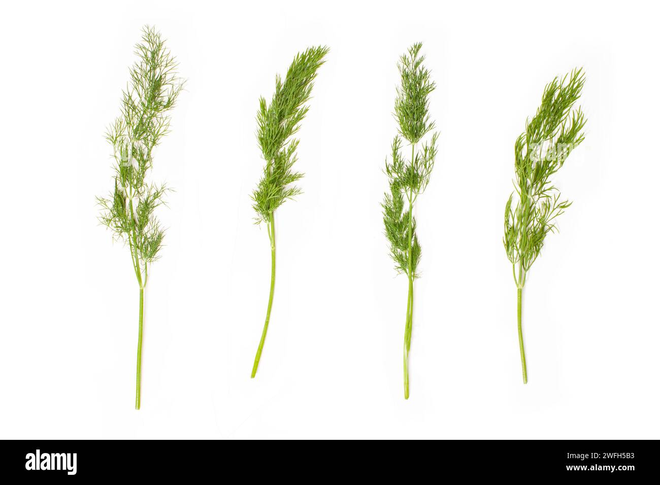dill branches isolated on white background Stock Photo