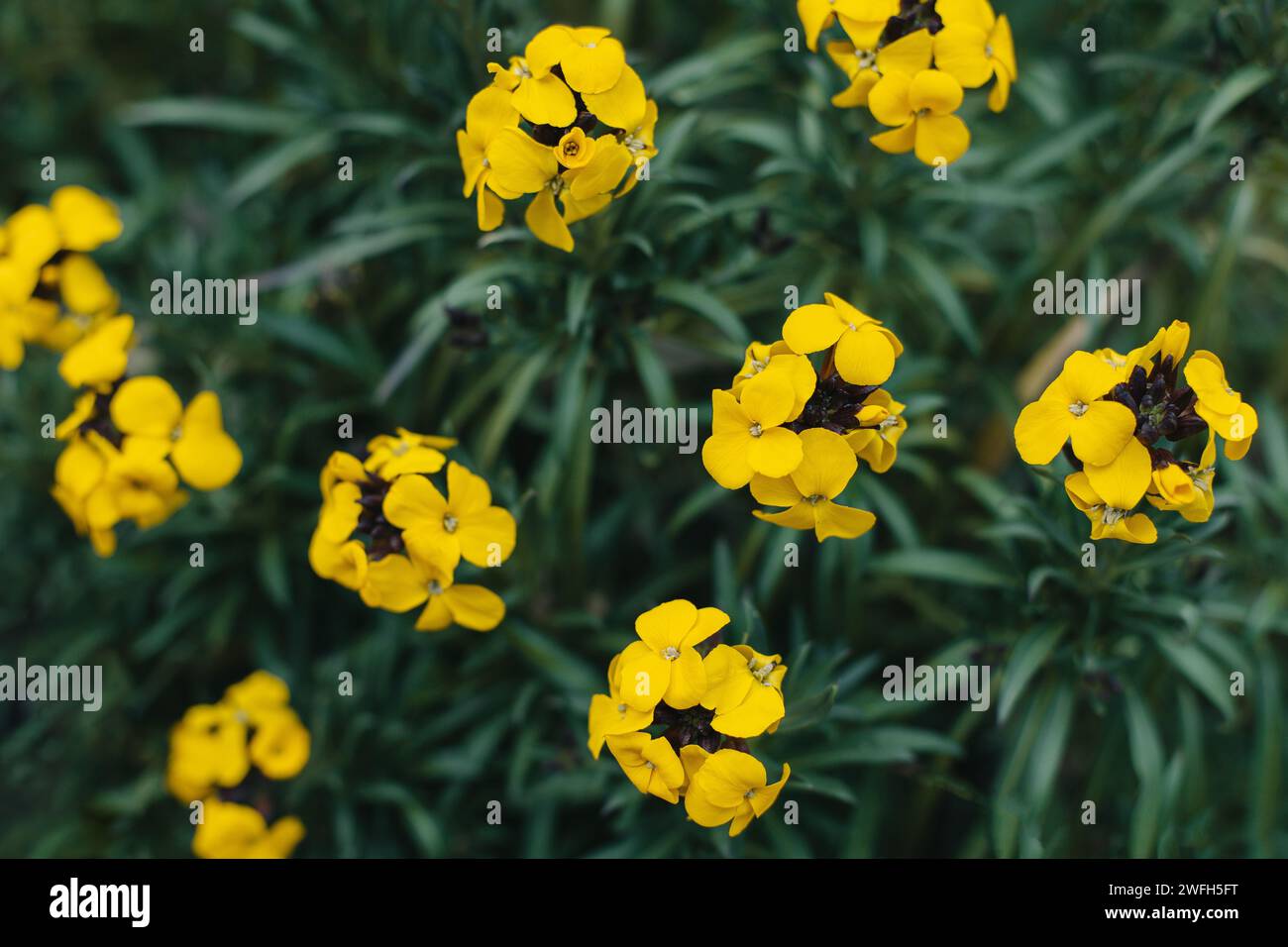 Beautiful yellow flowers of Wallflower (Erysimum cheiri) in a spring garden. Selective focus. Stock Photo