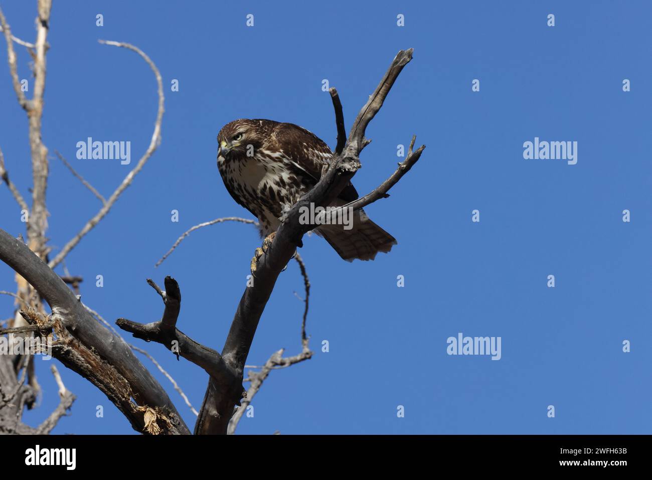 Red-tailed Hawk Bosque del Apache National Wildlife Refuge New Mexico