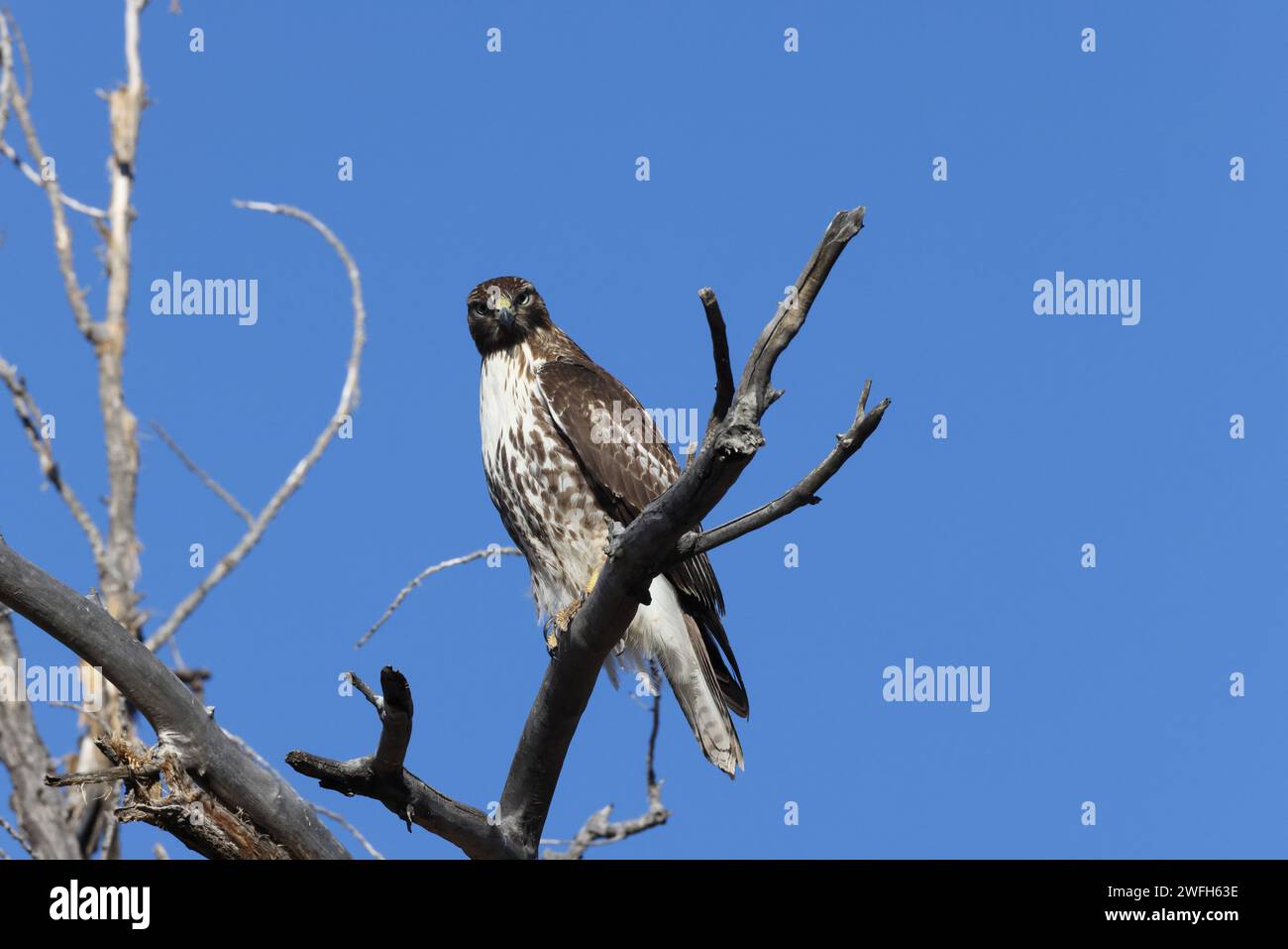 Red-tailed Hawk Bosque del Apache National Wildlife Refuge New Mexico