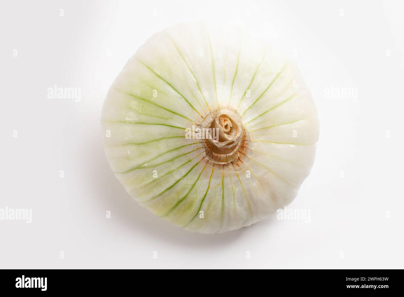 white onion isolated on white background Stock Photo