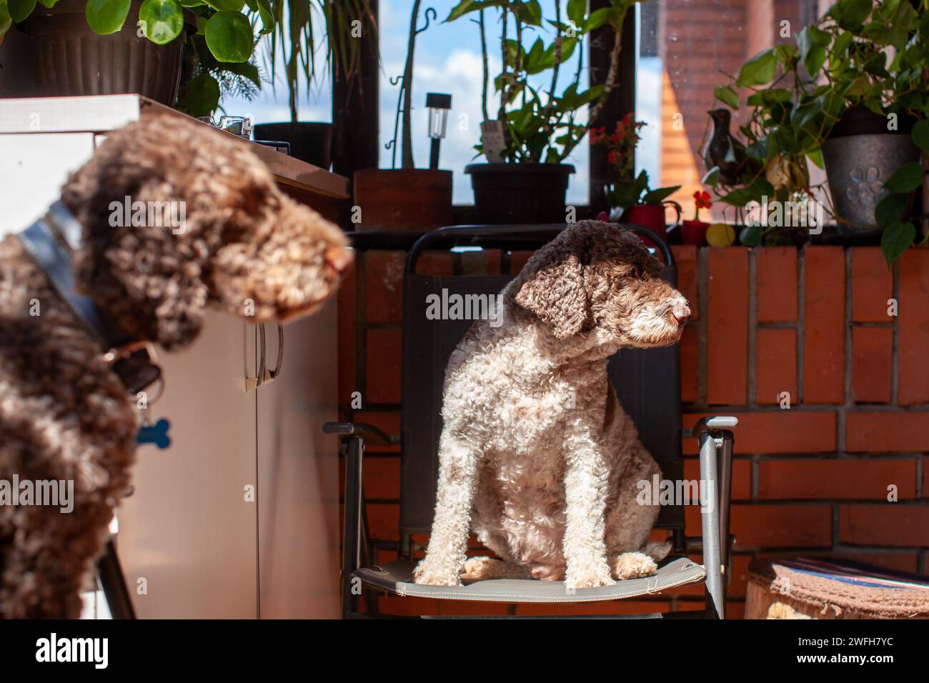 two lagotto romagnolo dogs sitting on chairs Stock Photo