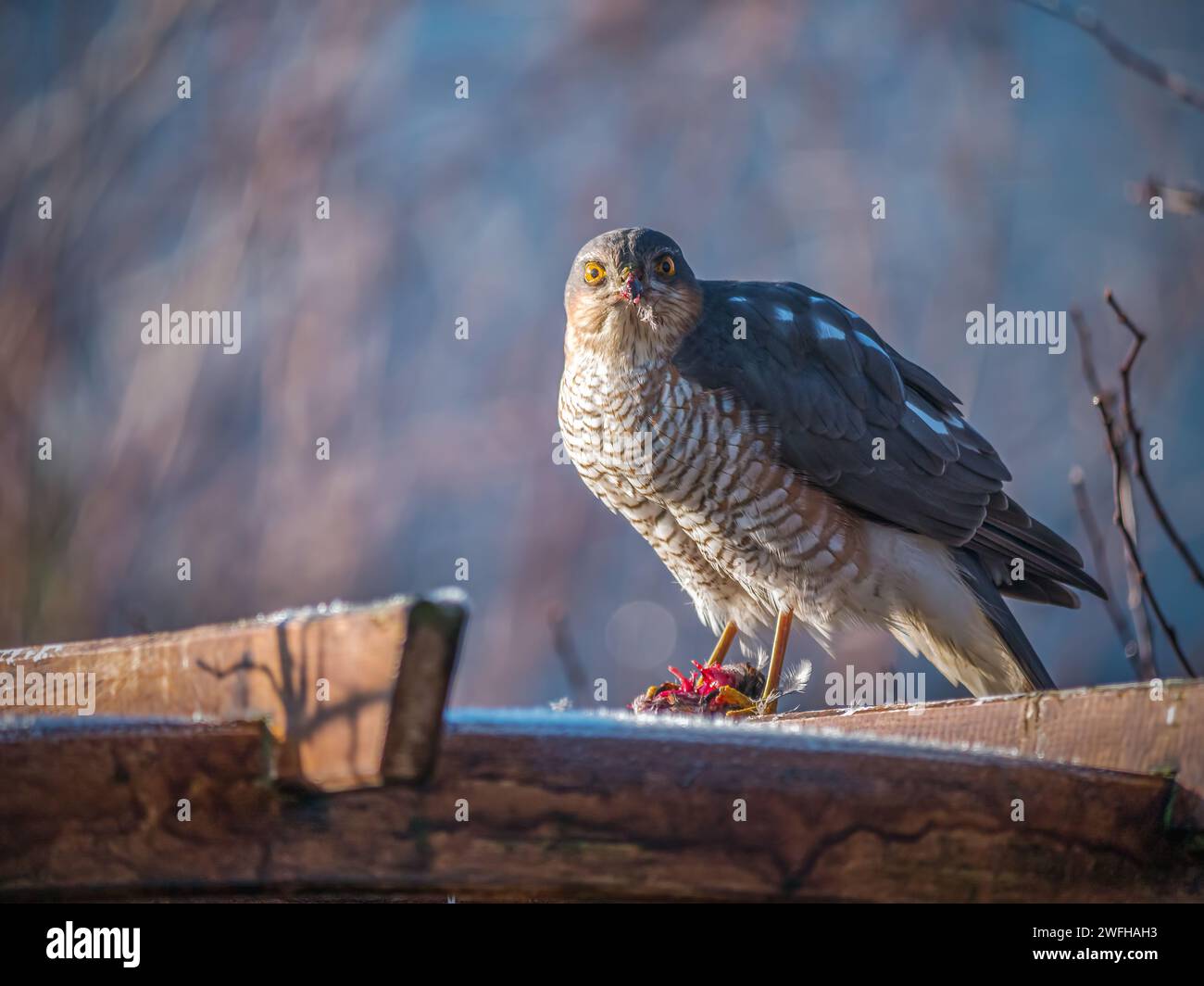 Closeup shot of sparrowhawk sitting on wooden with catched sparrow looking into camera Stock Photo
