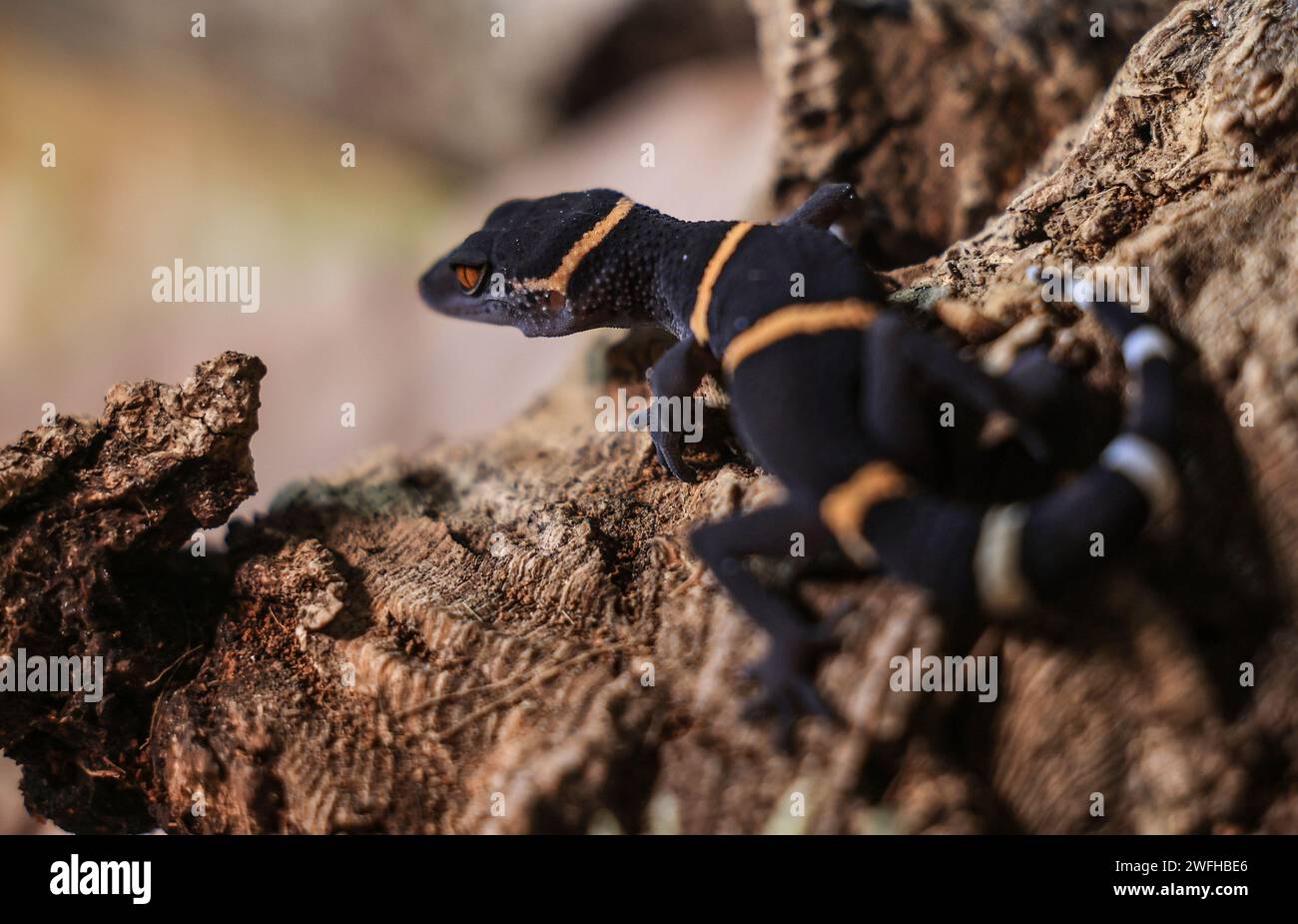 Cologne, Germany. 31st Jan, 2024. A tiger gecko sits on a tree trunk at Cologne Zoo. The gecko is the zoo animal of the year 2024. Credit: Oliver Berg/dpa/Alamy Live News Stock Photo