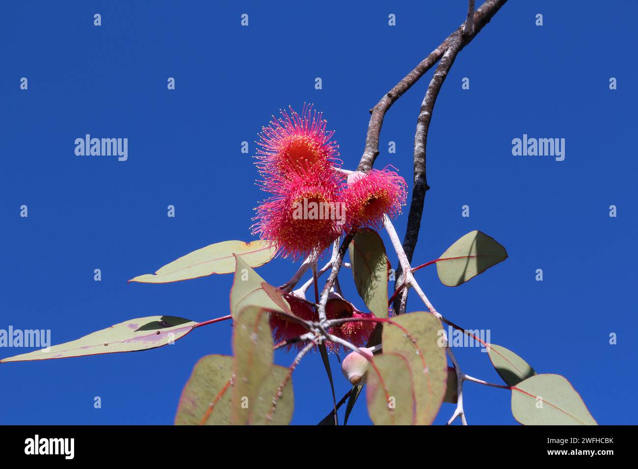 Pink eucalyptus flowers against blue sky (Eucalyptus caesia), Perth, Australia Stock Photo