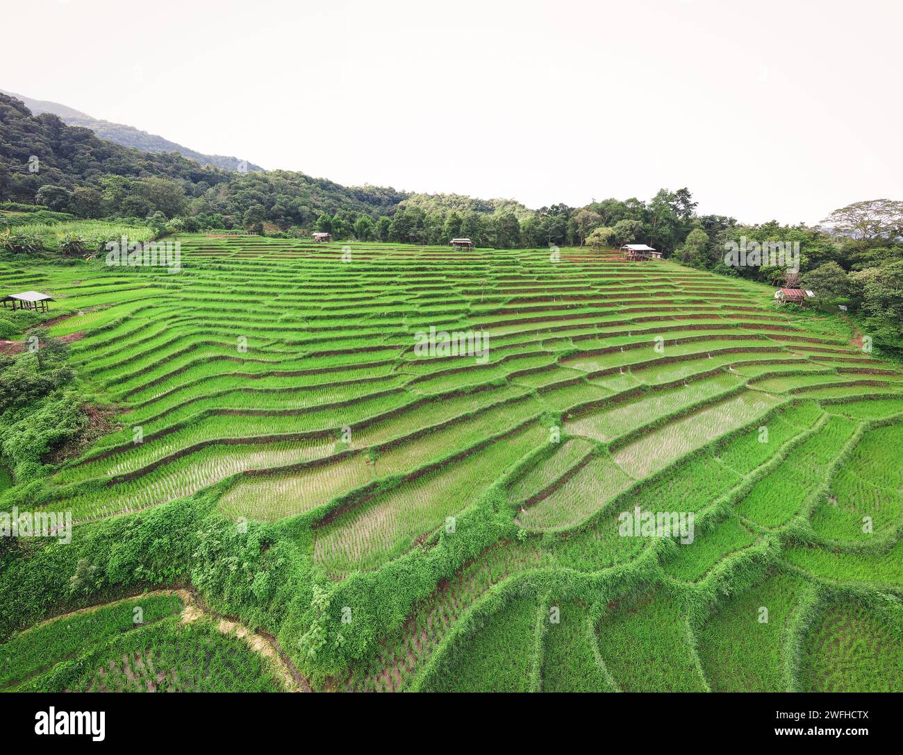 Rice field terraced Stock Photo - Alamy