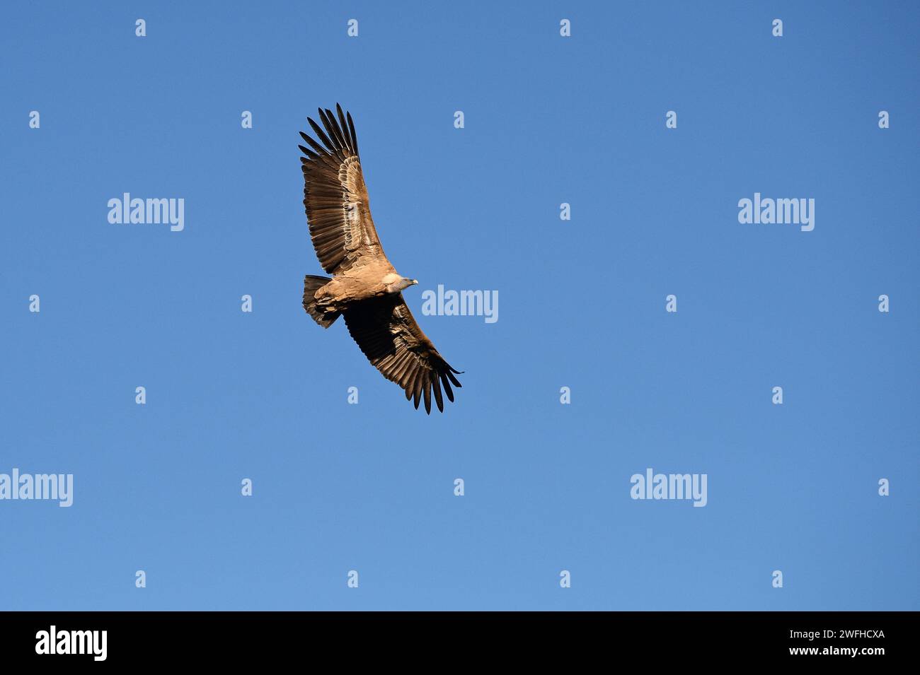 Large Vulture soaring through clear blue sky Stock Photo