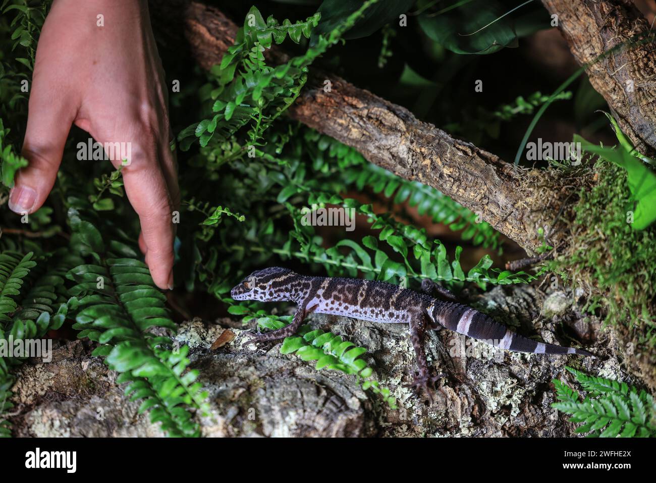 Cologne, Germany. 31st Jan, 2024. A tiger gecko is directed by a zookeeper at Cologne Zoo. The gecko is the zoo animal of the year 2024. Credit: Oliver Berg/dpa/Alamy Live News Stock Photo