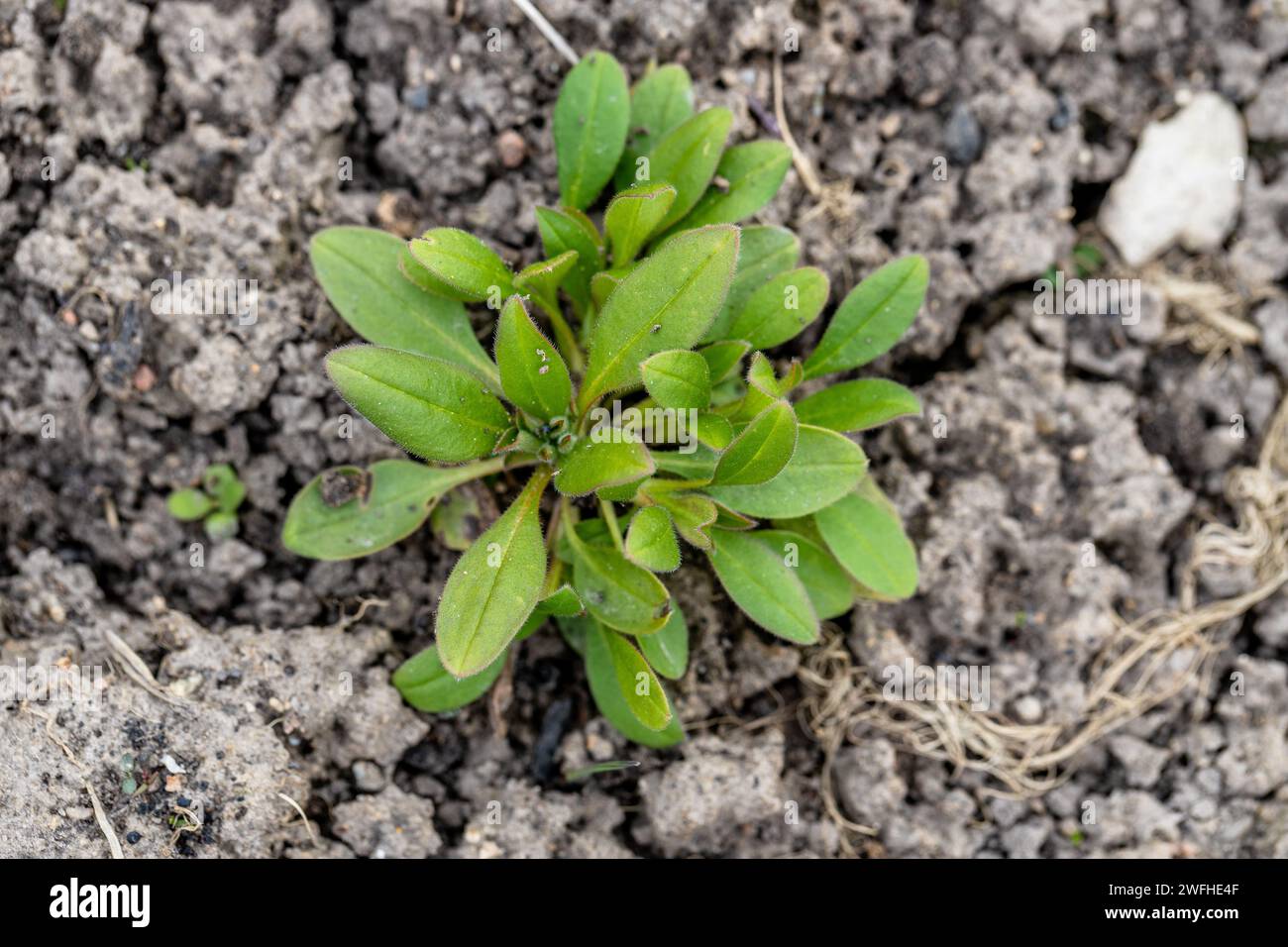 (Myosotis arvensis) blue Flowers. Rosette of the weed