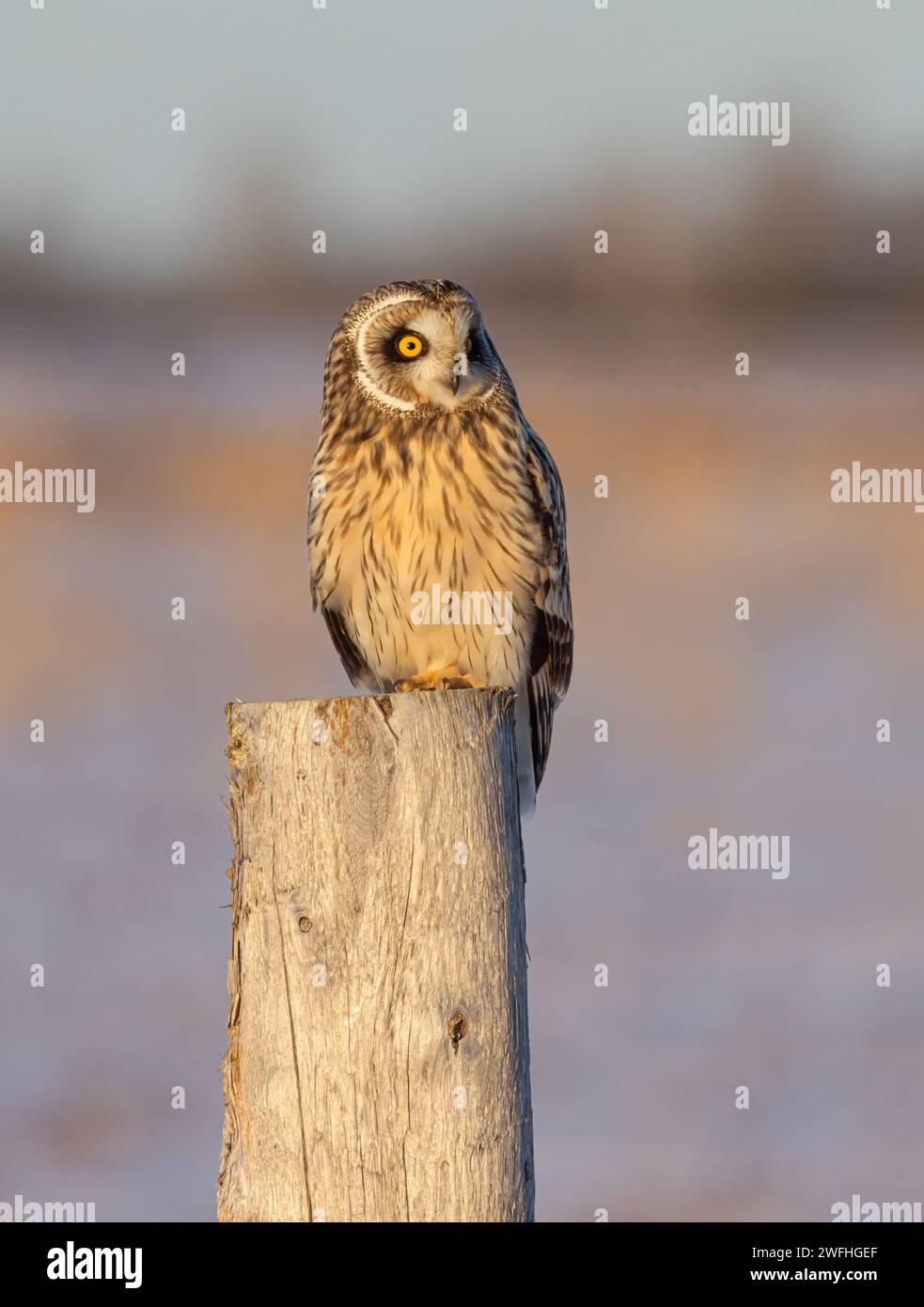 Short-eared owl perched on a fence post hunting over a snow covered field in Canada Stock Photo