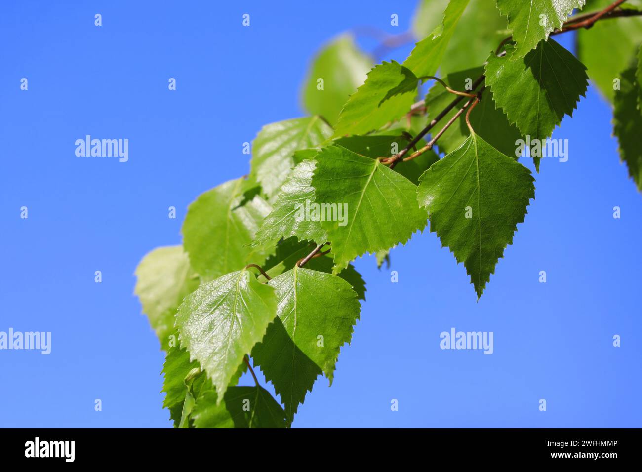 Betula pendula, Silver birch, leaves against blue sky in the spring. B. pendula bark extracts inhibit growth of in vitro malignant human cell lines. Stock Photo