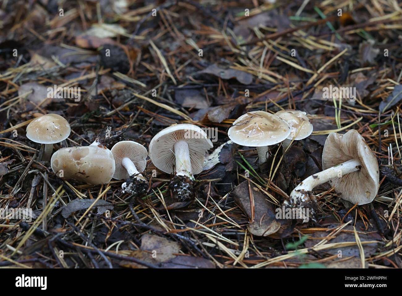 Hebeloma velutipes, commonly known as pale poisonpie or poison pie, wild mushroom from Finland Stock Photo