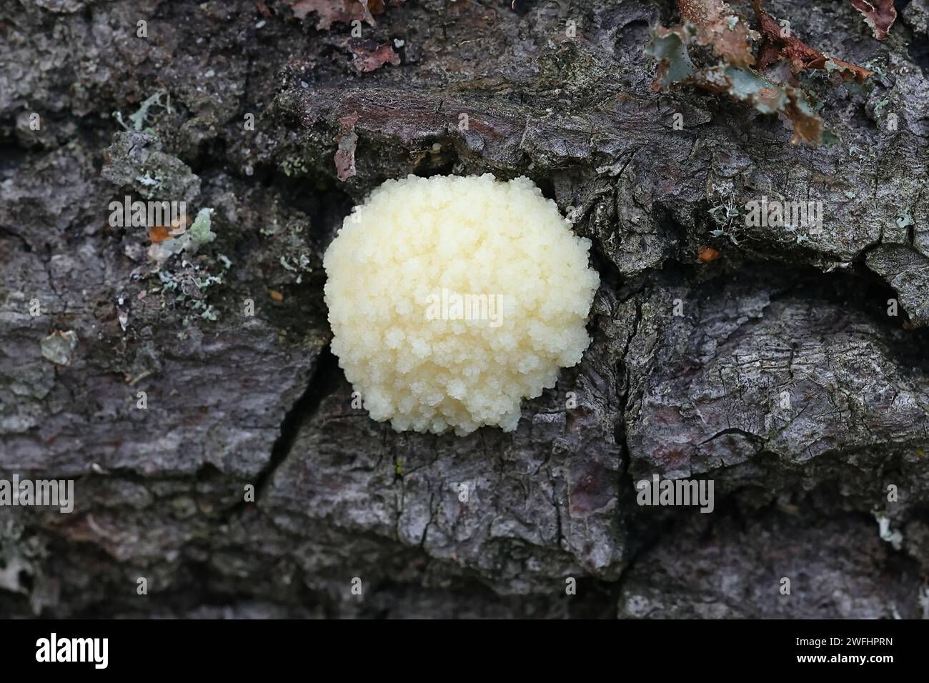 Reticularia intermedia, also called Enteridium intermedium, a slime mold from Finland, no common English name Stock Photo