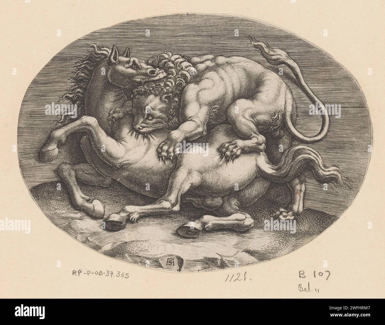 Horse attacked by a lion, Adamo Scultori, After Giulio Romano, After Anonymous, c. 1540 - c. 1585 print A lion and a horse in fight. The lion climbed the horse in an attack. He bitten himself in the skin of the horse, while the horse in turn biting the Lion's head. print maker: Italyafter drawing by: Italyafter sculpture by: Rome paper engraving beasts of prey, predatory animals: lion. horse. animals (+ fighting animals; aggressive relations) Stock Photo