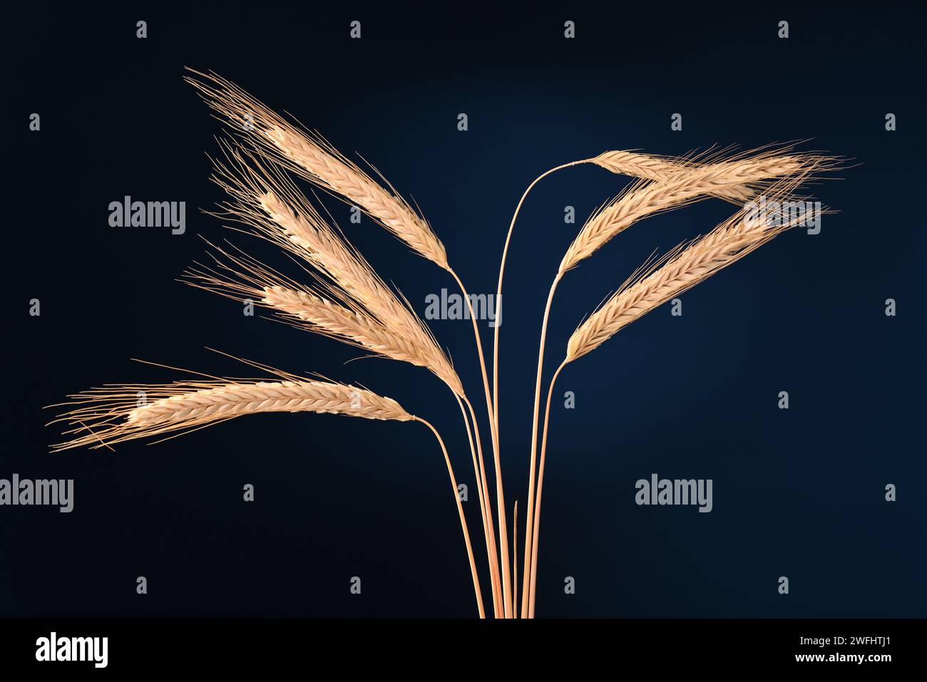 Wheat ears on dark blue background Stock Photo - Alamy