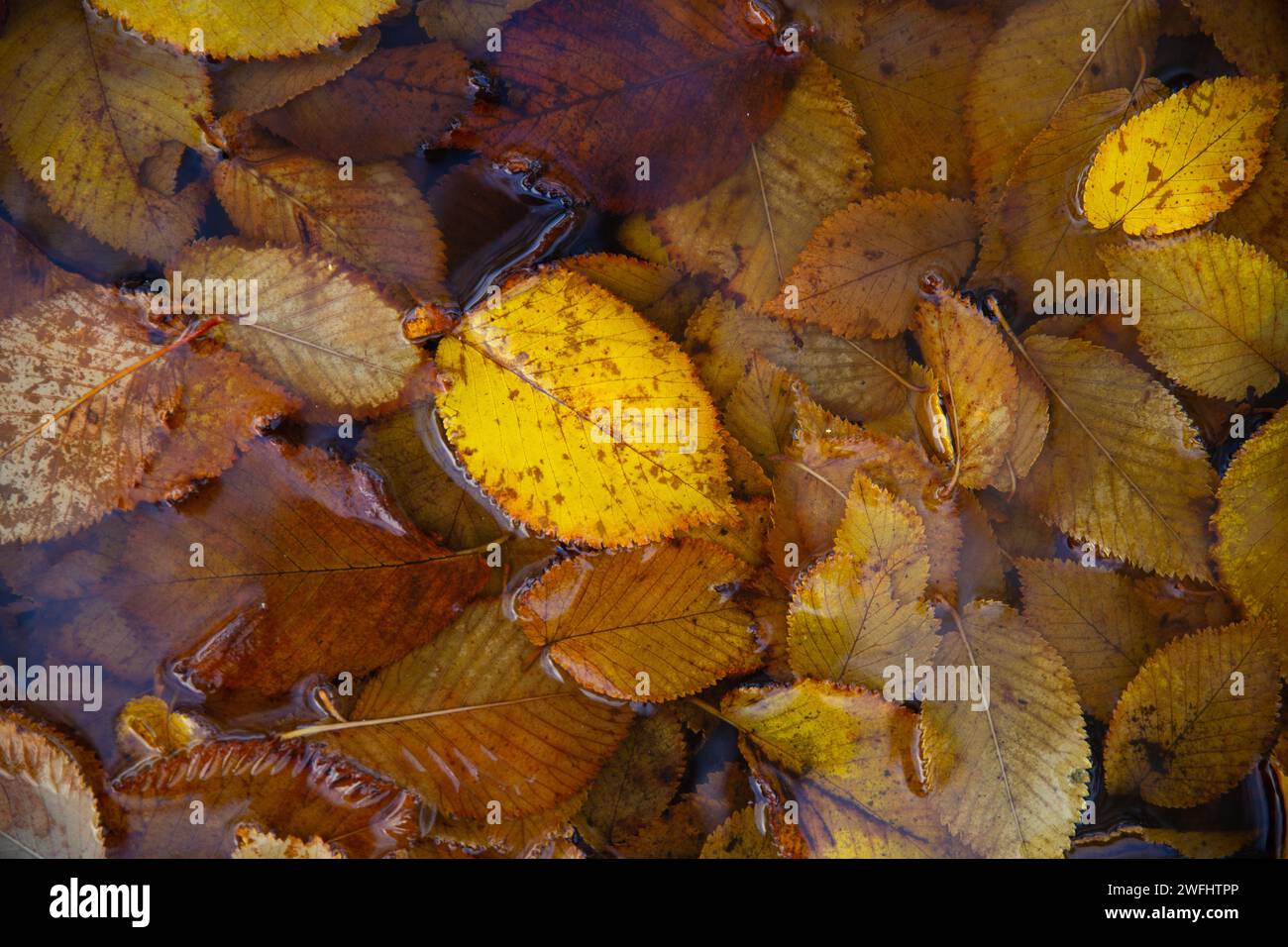 Falling autumn leaves close up hi-res stock photography and images - Alamy