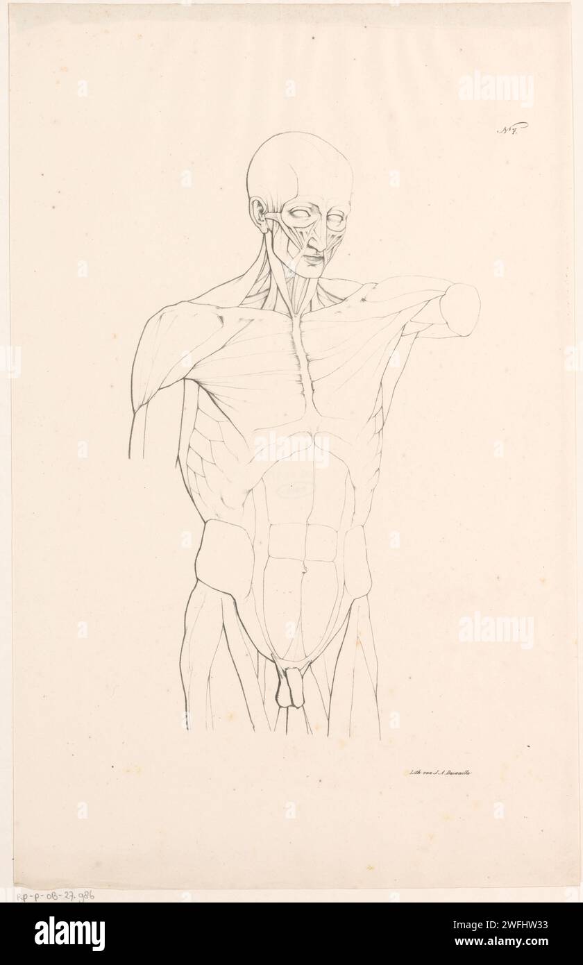 Upper body with muscles, Jean Augustin Daiwaille, 1820 - 1833 print The ...