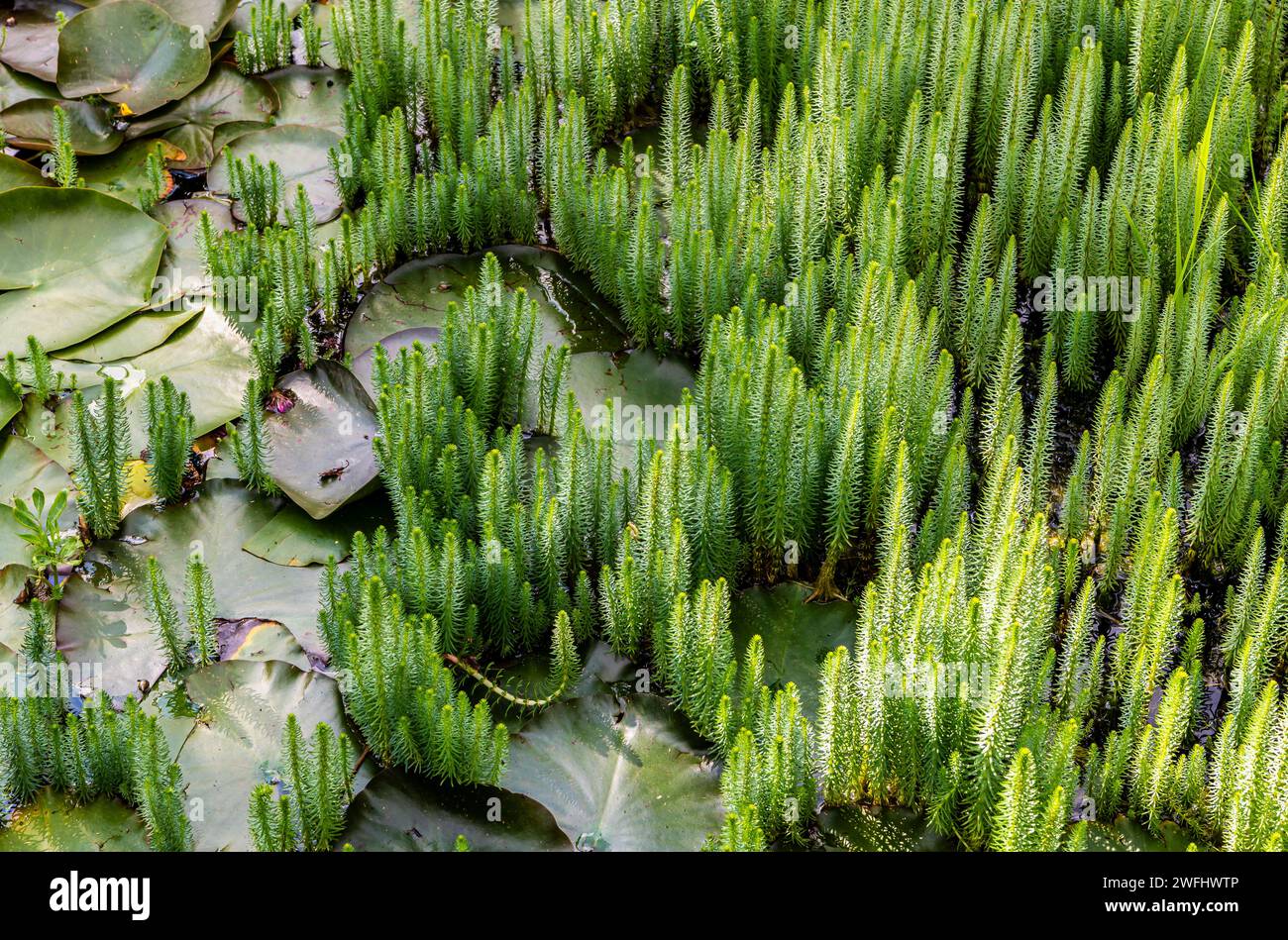 Common Mare's Tail (Hippuris vulgaris) in the water-lily pond. Common aquatic plant. blooming plants Stock Photo