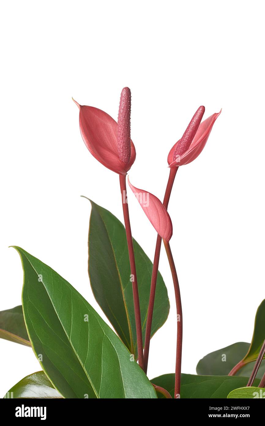 anthurium plant with pink flowers, aka tailflower, flamingo or laceleaf flower, teardrop shaped and pink shaded popular ornamental plants isolated on Stock Photo