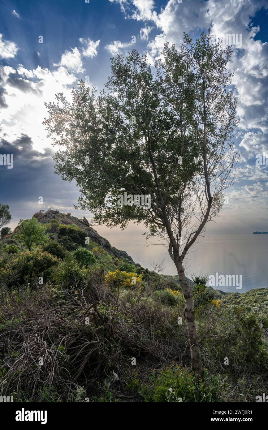 Landscape of a hill on the coast of Sardinia, Italy Stock Photo