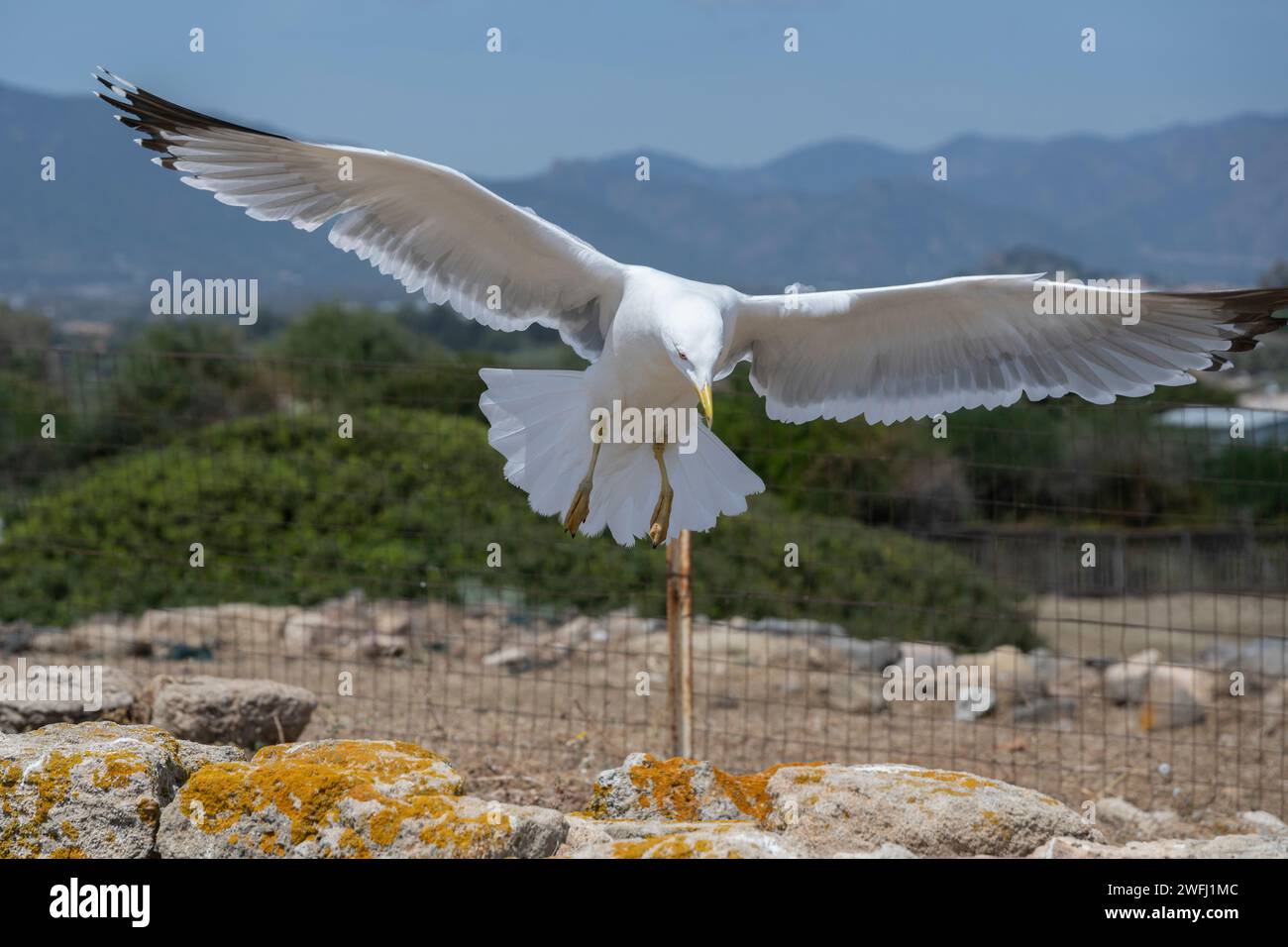 A white seagull flying over the archeological ruins of the ancient pre-Roman town of Nora near Pula, Sardinia, Italy Stock Photo