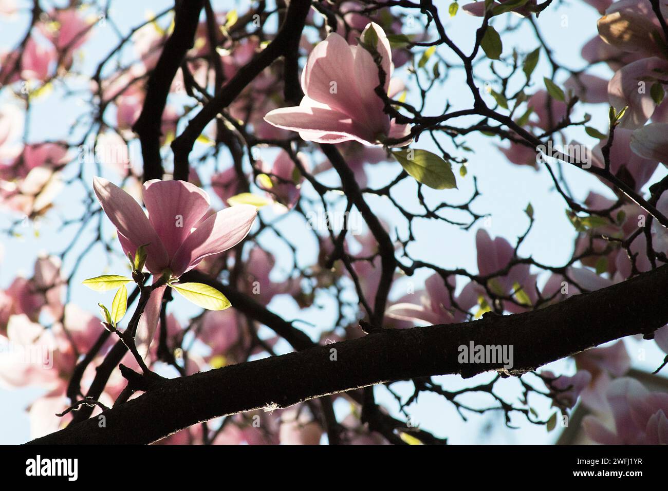 Low angle photography of branches of a magnolia tree in bloom with pink ...