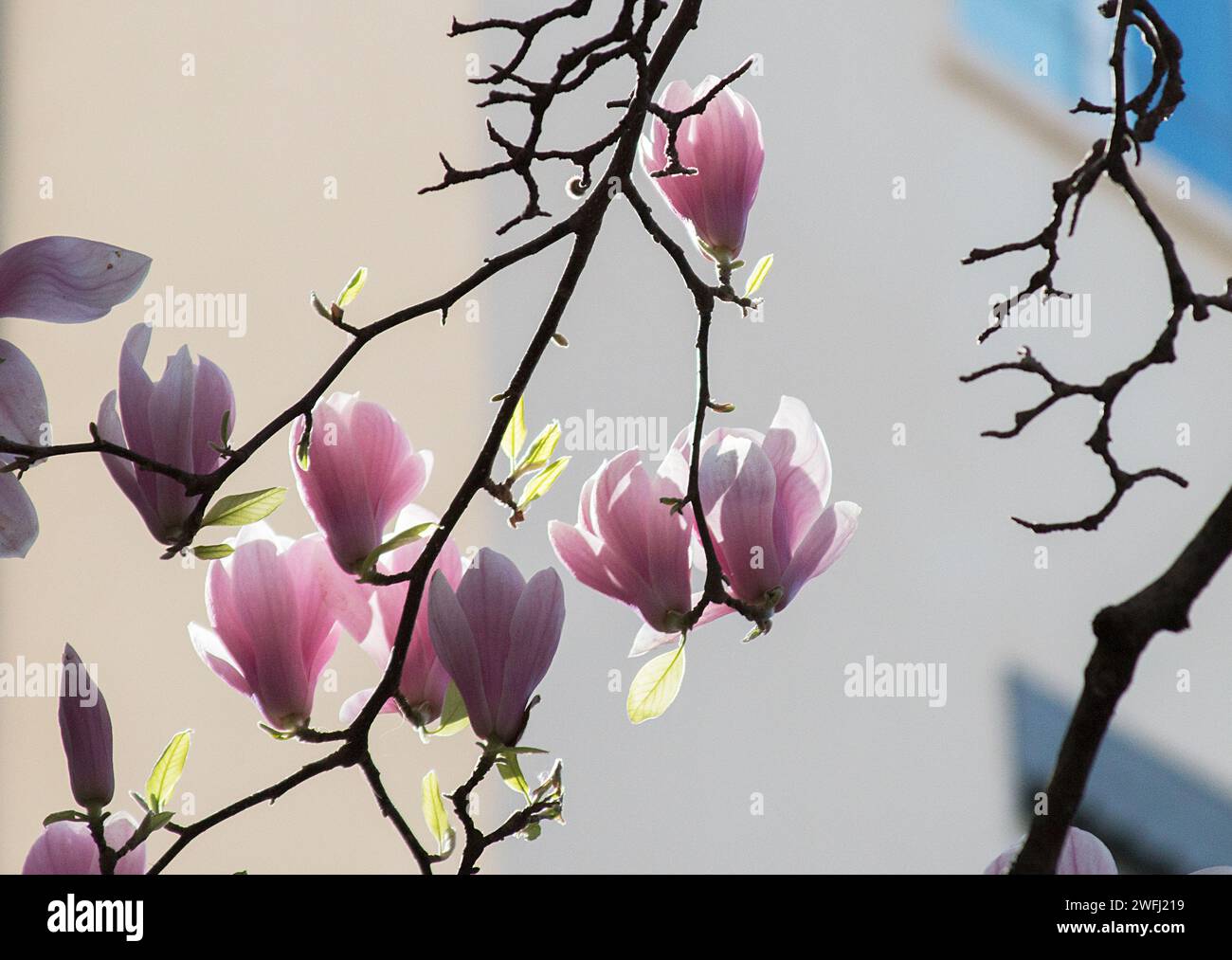 Magnolia tree silhouette hi-res stock photography and images - Alamy