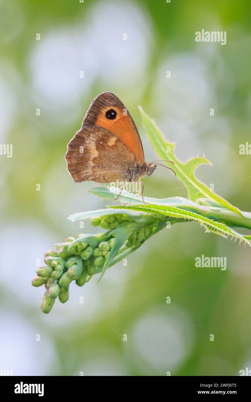 The gatekeeper butterfly, Pyronia tithonus, resting on green vegetation Stock Photo
