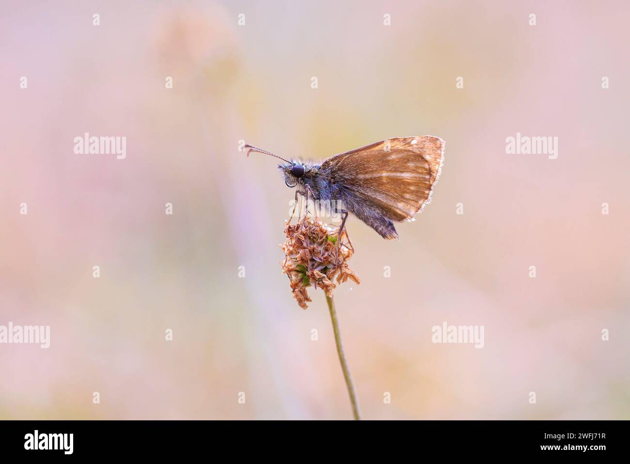Closeup of a mallow skipper, carcharodus alceae, butterfly perched in a meadow Stock Photo
