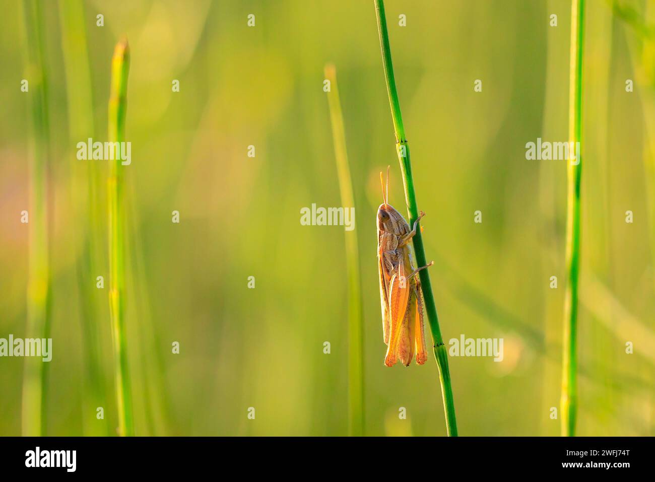 Close-up of a  lesser marsh grasshopper, chorthippus albomarginatus, perched and resting in a meadow in beautiful sunlight. Stock Photo