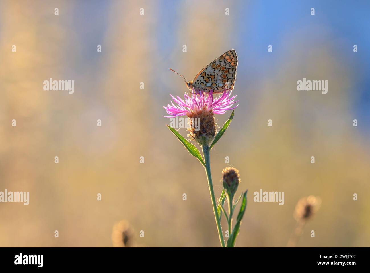 Closeup of a knapweed fritillary, Melitaea phoebe, butterfly resting and pollinating in bright sunlight. Stock Photo