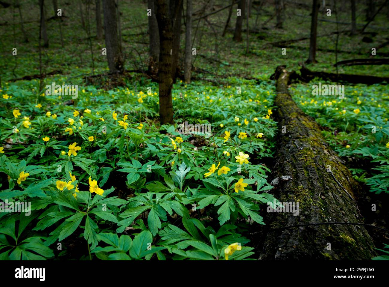 Beautiful wide-angle natural spring landscape, soft focus. A nature scene with blooming yellow flowers growing in the forest. Stock Photo