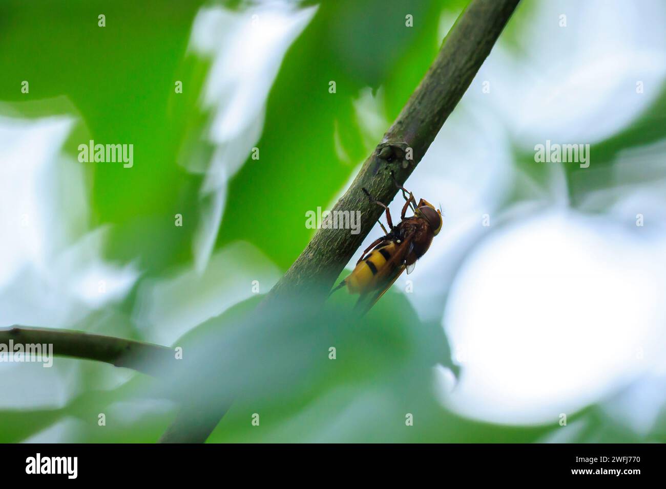 Closeup of a Volucella zonaria, the hornet mimic hoverfly, feeding nectar on white flowers Stock Photo