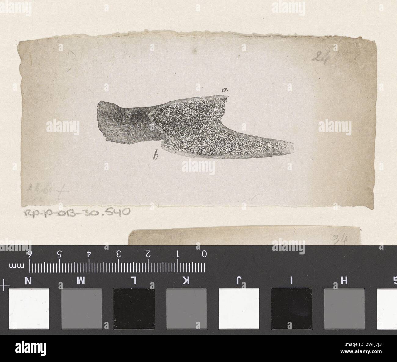 Human bone with a deviation, Isaac Weissenbruch, 1836 - 1912 print ...