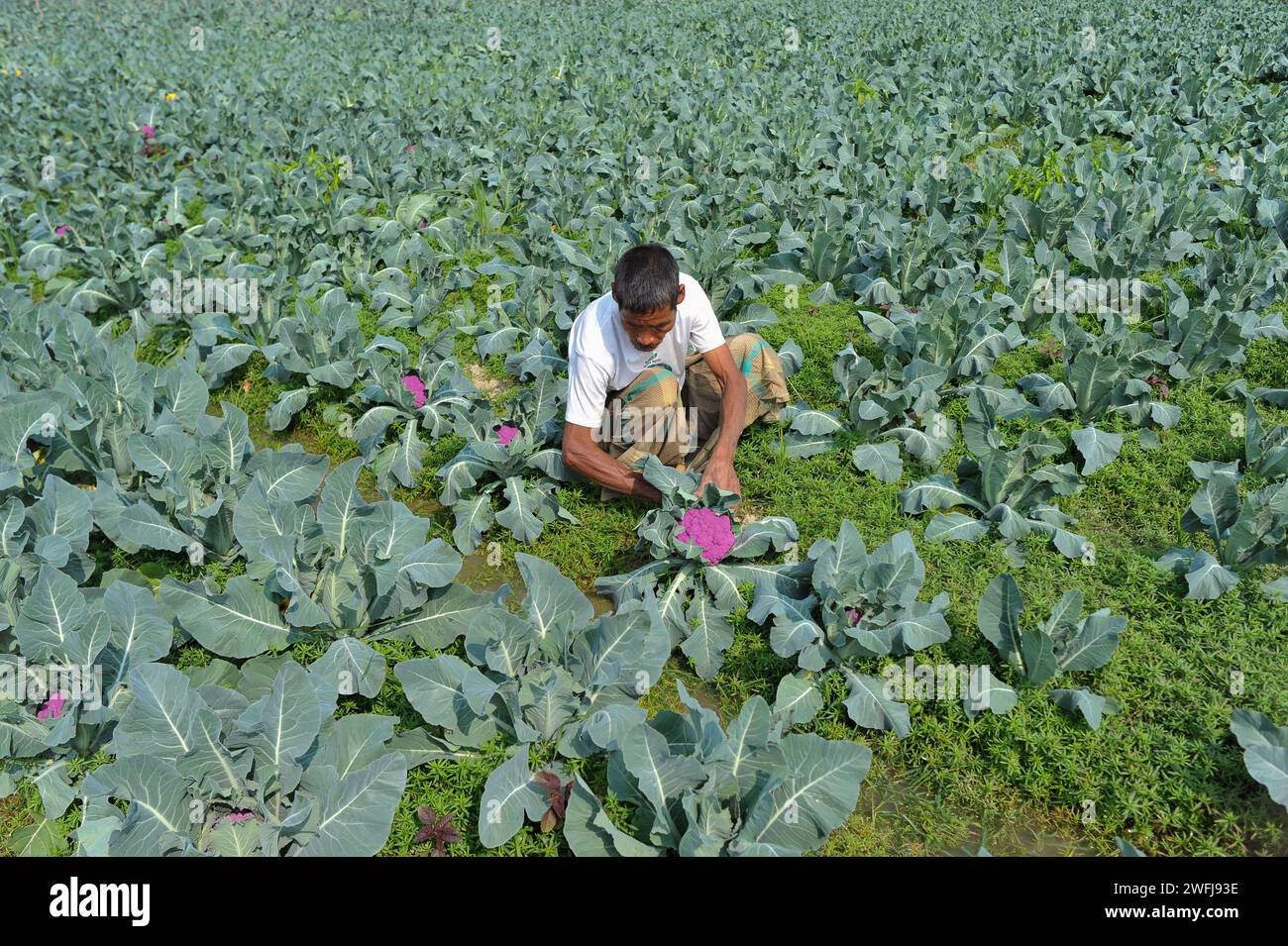 Sylhet, Bangladesh. 30th Jan, 2024. A farmer is clearing weeds in a colorful cauliflower field. In this field of Barnagar village of Fatepur union of Goainghat upazila of Sylhet district, a total of 6 colors of cauliflower are being cultivated with 2 varieties of Valentina and Corotina hybrids. With anti-diabetic and anti-cancer properties, cauliflower also tastes different. Intermediate pass, educated young farmer Mithun Dey is cultivating this colorful cauliflower in his family's 4 bigha land. on January 30, 2024 in Sylhet, Bangladesh. (Credit Image: © Md Rafayat Haque Khan/eyepix via ZUMA Stock Photo