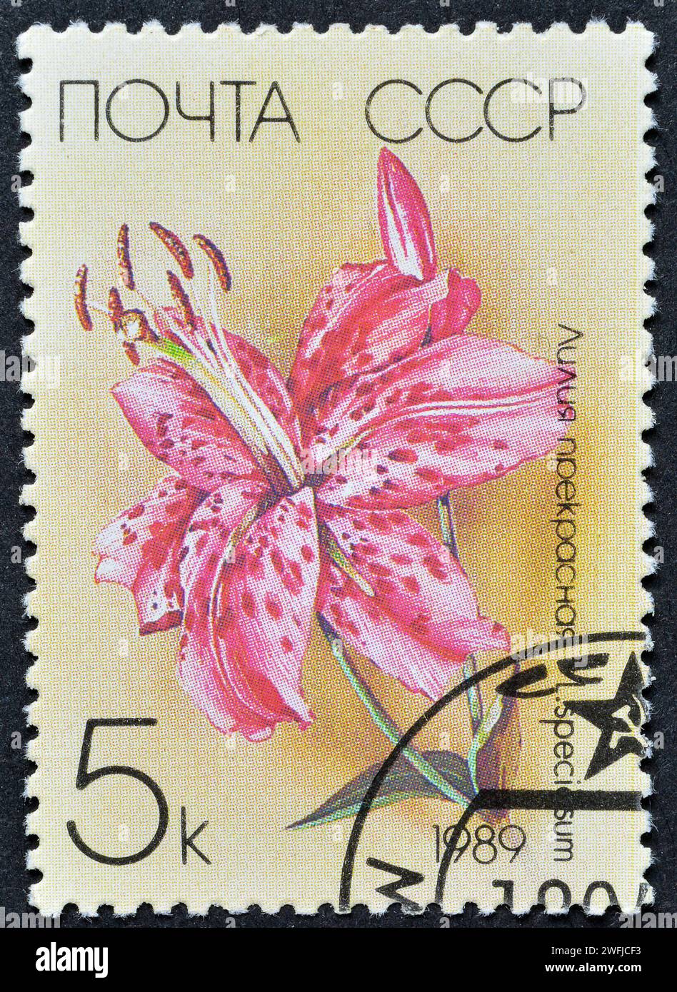 Cancelled postage stamp printed by Soviet Union, that shows Japanese Lily (Lilium speciosum), Garden Lilies, circa 1989. Stock Photo