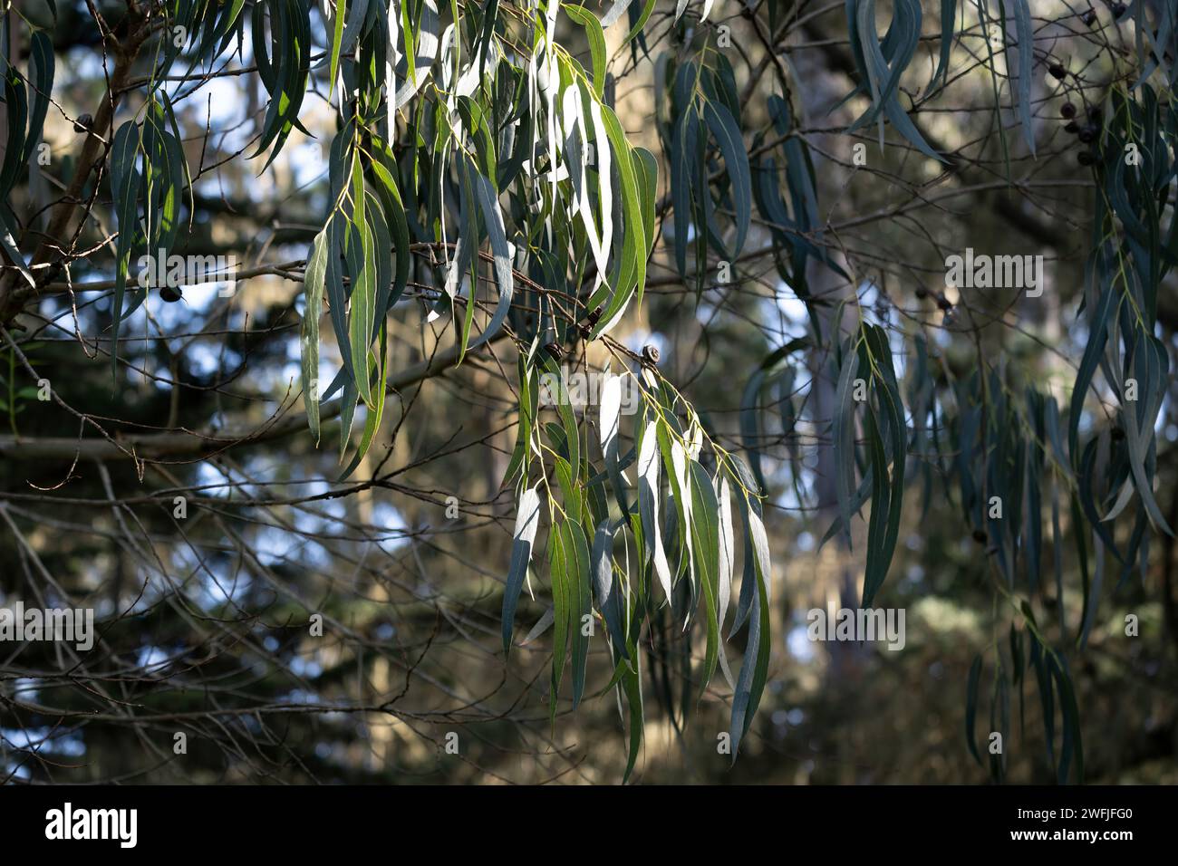 Branch eucalyptus tree hi-res stock photography and images - Alamy