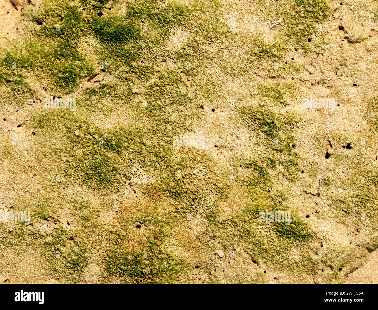 Layer of single-celled algae and other bacteria on mudflat of tidal flat at low tide of Slijkgat inlet of North Sea south of Rotterdam, Netherlands Stock Photo