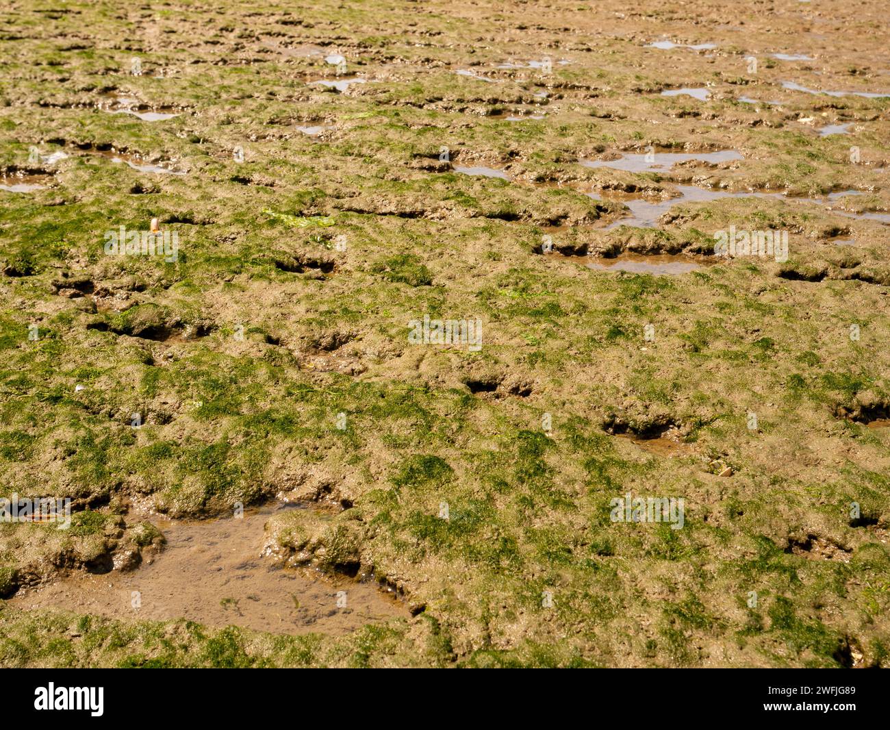 Mudflat of tidal flat at low tide with layer of seaweed and algae, Slijkgat inlet of North Sea south of Rotterdam, Netherlands Stock Photo