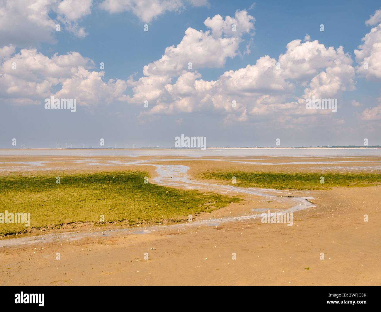 Mudflat with rill, algae and seaweed at low tide draining into Slijkgat channel, near nature reserve Kwade Hoek, Stellendam, Netherlands Stock Photo