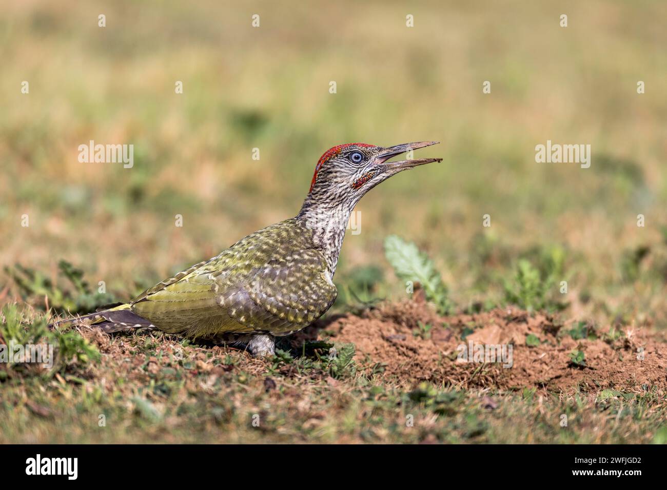 Green Woodpecker; Picus viridis; Young Male; UK Stock Photo