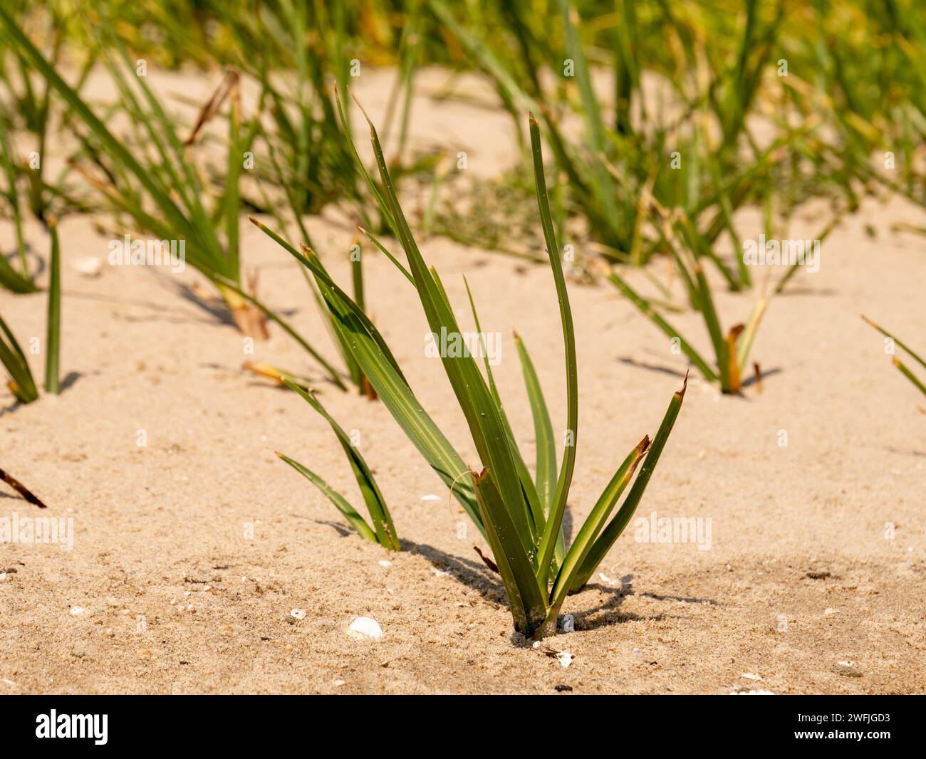 Common cordgrass, Spartina anglica, young plant on sandflat of tidal flat at low tide, Kwade Hoek, Goeree, Zuid-Holland, Netherlands Stock Photo