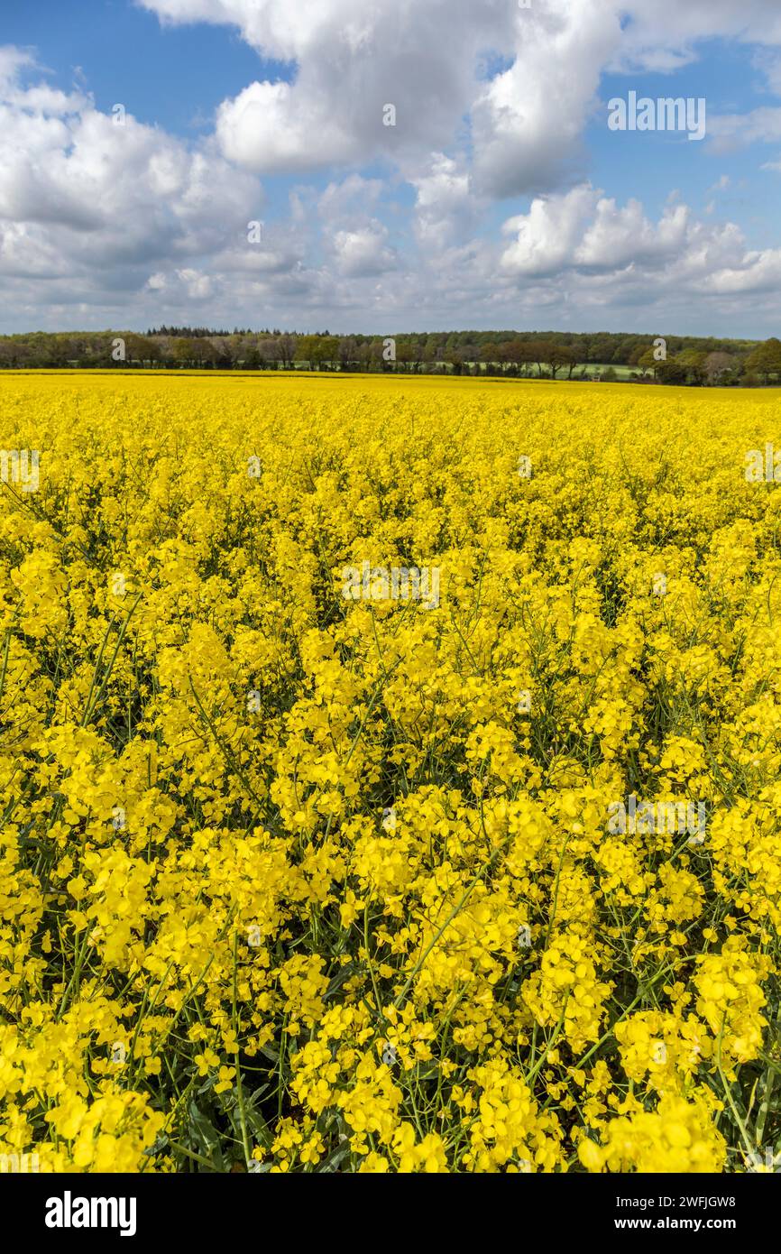 Oil Seed Rape Crop; Wiltshire; UK Stock Photo - Alamy