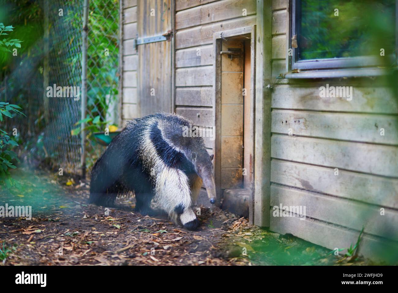 Giant anteater (Myrmecophaga tridactyla) in a zoo or safari park Stock Photo