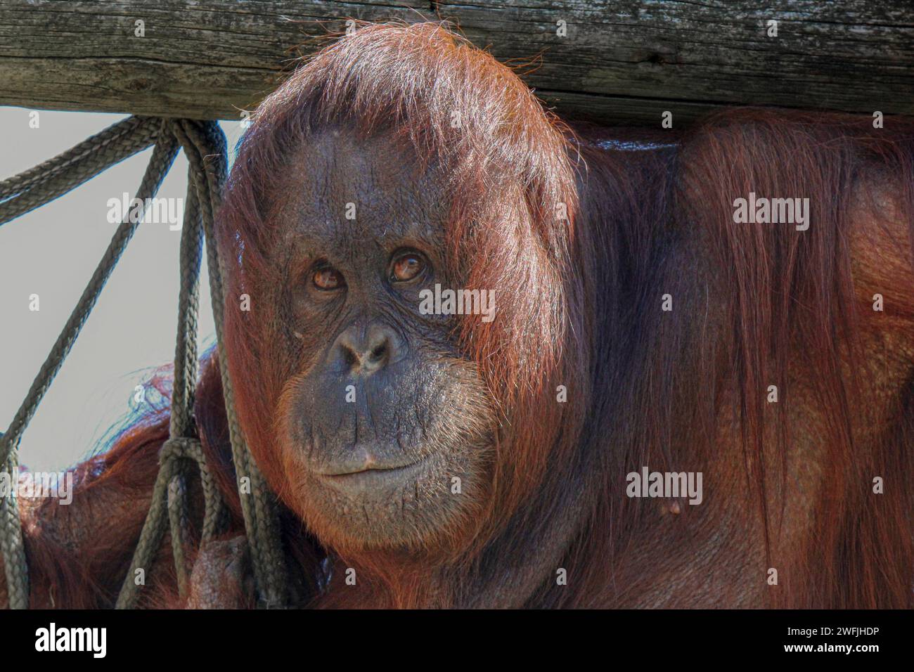 Borneo deforestation orangutan hi-res stock photography and images - Alamy