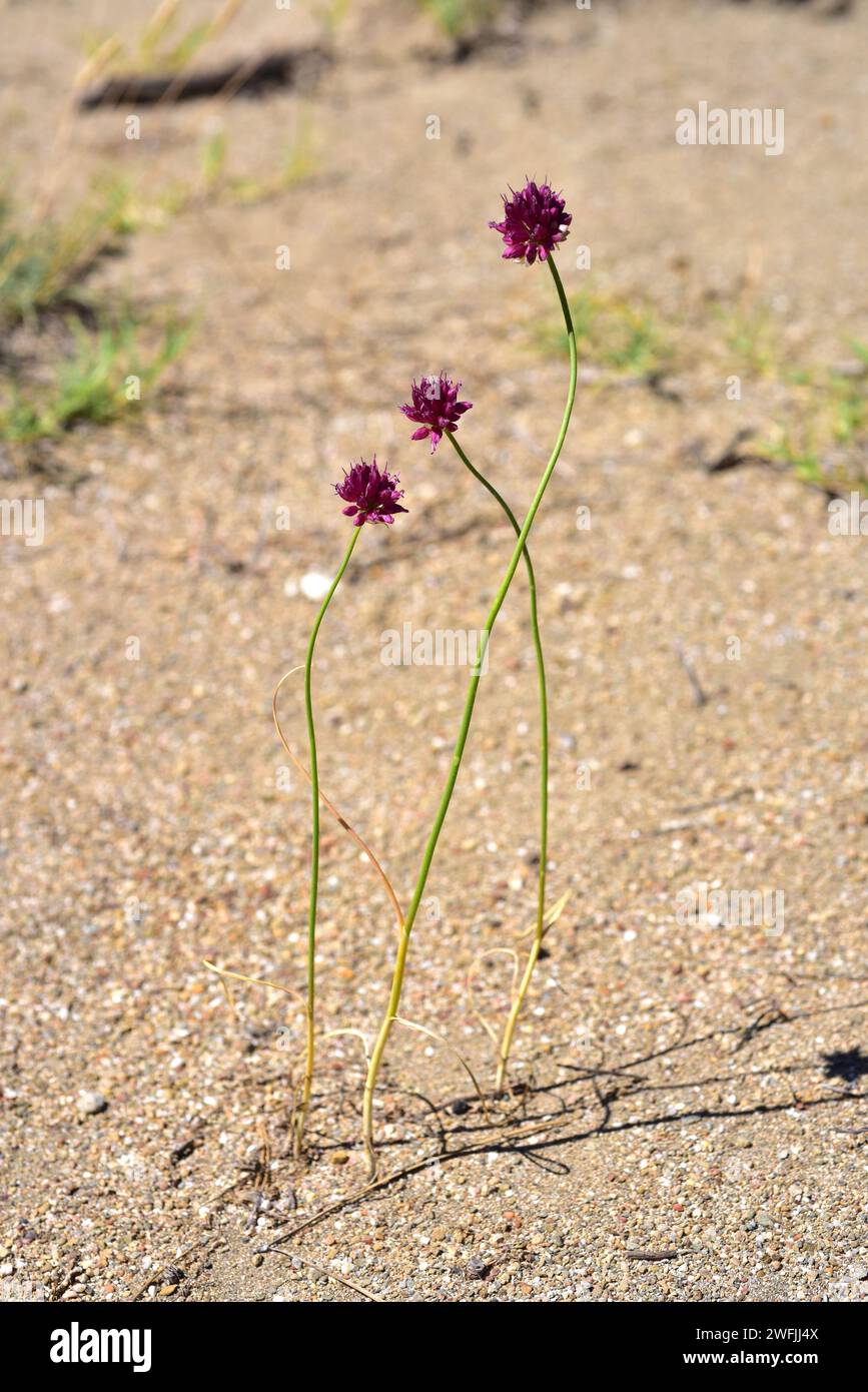 Sand leek or rocambole (Allium scorodoprasum) is a perennial herb native to Eurasia. This photo was taken in a Cap Ras beach, Girona province, Catalon Stock Photo