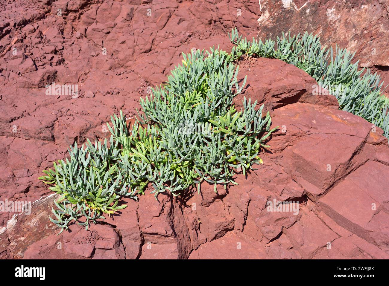 Sea fennel or samphire (Crithmum maritimum) is an edible perennial herb native to Mediterranean Basin coasts. This photo was taken in Menorca, Baleari Stock Photo