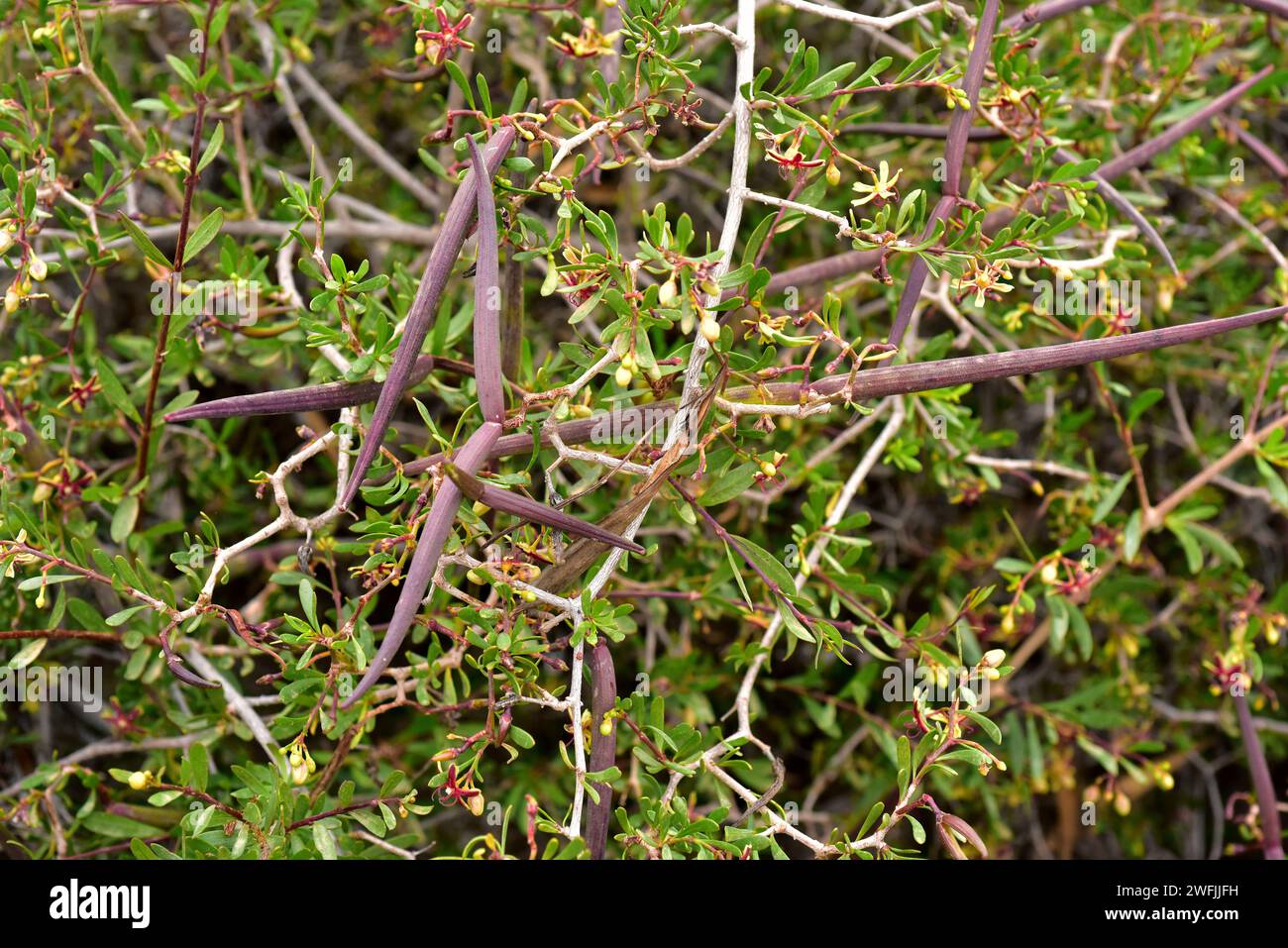 Cornical (Periploca laevigata or Periploca angustifolia) is an evergreen shrub native to southeastern Spain, Canary Islands and north Africa. Stock Photo